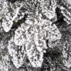 Vianočný stromček 3D Jedľa Biela detail ihličia