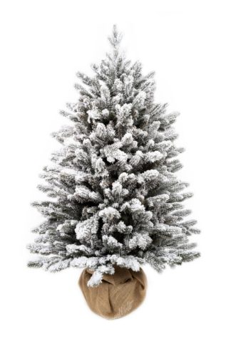 Weihnachtsbaum im Topf 3D Königsfichte