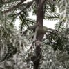 Künstlicher Weihnachtsbaum FULL 3D Tanne Glänzend 120cm, hat feine schneebedeckte Zweige