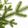Detailna fotka vianočného stromčeka FULL 3D Smrek Švajčiarsky, má svetlozelené ihličie