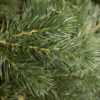 Künstlicher Weihnachtsbaum 3D Tränen-Kiefer 240cm